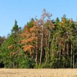 Changement climatique : ces arbres qui perdent leurs feuilles en été