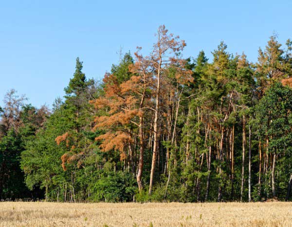 Changement climatique : ces arbres qui perdent leurs feuilles en été