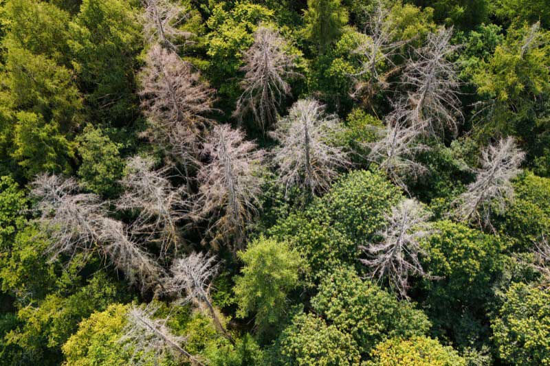 Árboles muertos en un bosque