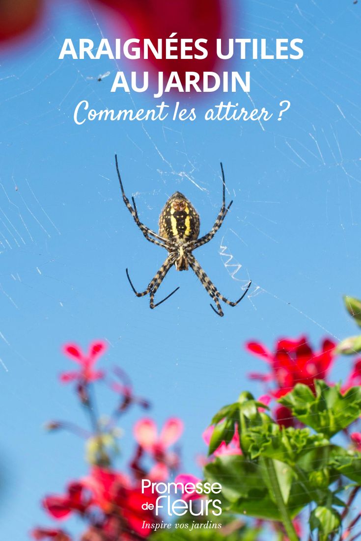 Comment attirer les araignées utiles dans son jardin une araignée au jardin