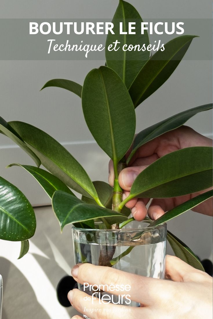 Comment bouturer le ficus pour multiplier votre plante bouture de ficus