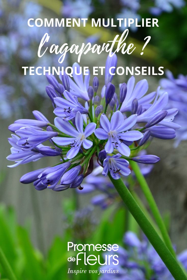 Comment multiplier l’agapanthe multiplier les agapanthe
