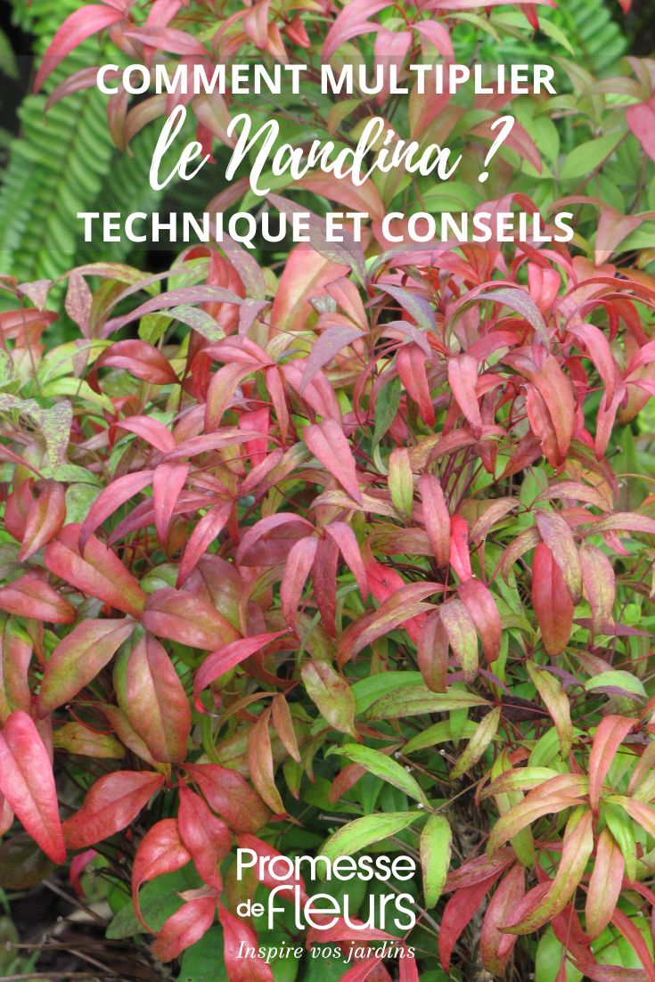 Comment multiplier le Nandina ou Bambou sacré un nandina ou bambou sacré