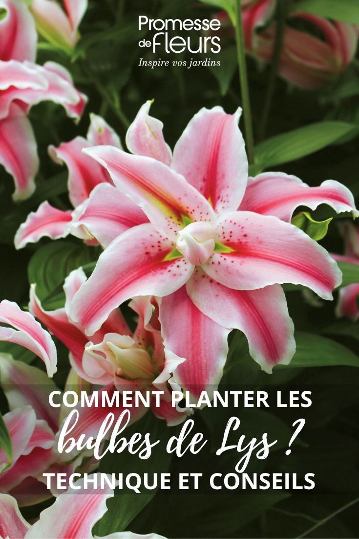 Comment planter les bulbes de Lys Lilium Distant Drum