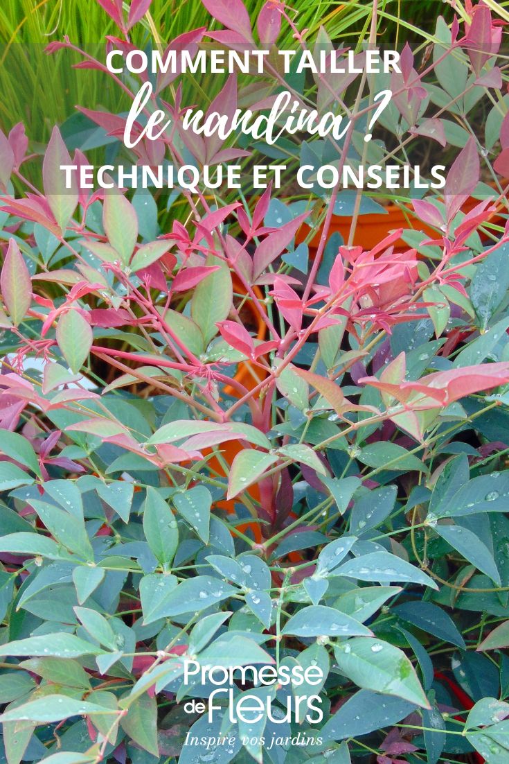 Nandina-domestica-Seika-Obsessed-Bambou-Sacre-Credit-photo-PAP-PDF-Droits-exclusifs