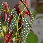 Comment cultiver et entretenir vos bégonias d'intérieur panachés ou irisés ?