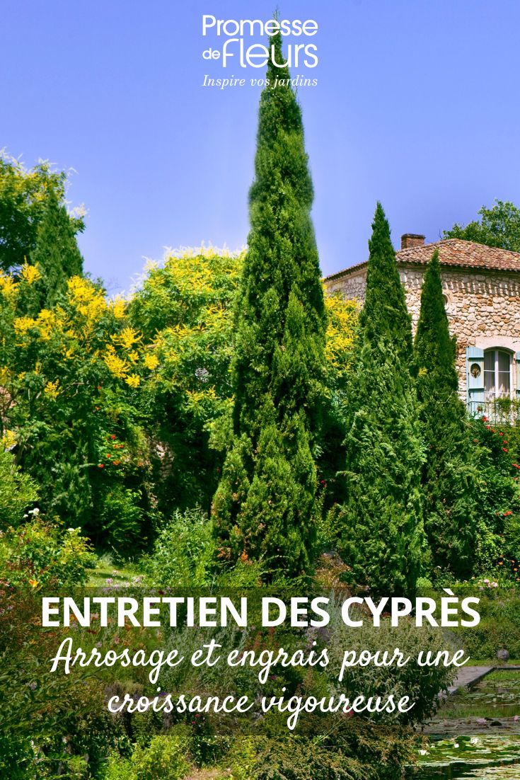 Entretien des cyprès arrosage et engrais pour une croissance vigoureuse jardin et cypres