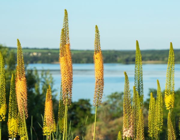 Comment planter les bulbes d’Eremurus ou lys des steppes ?
