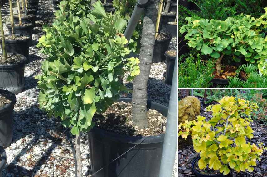 ginkgo compact