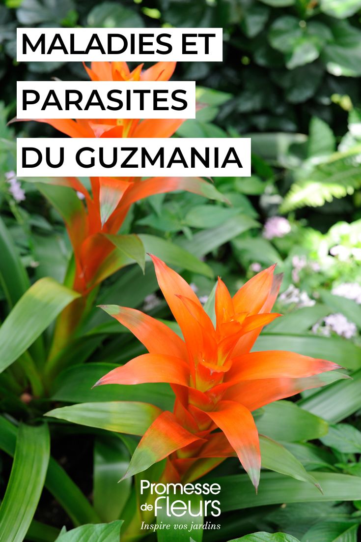 Guzmania Maladies et parasites à surveiller pour une plante en pleine forme soigner le Guzmania