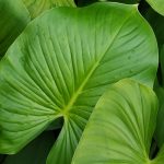 Homalomena : cultiver et entretenir