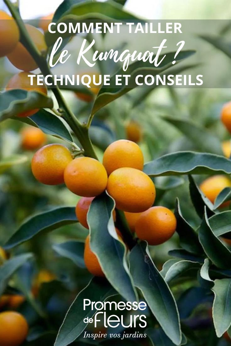Kumquat nagami