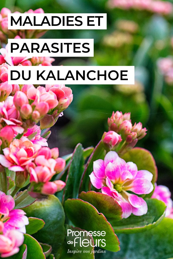 soigner les maladies du Kalanchoe