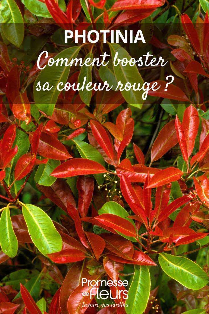 Photinia-Accentuer-sa-couleur-rouge Conseils pour accentuer la couleur rouge du Photinia