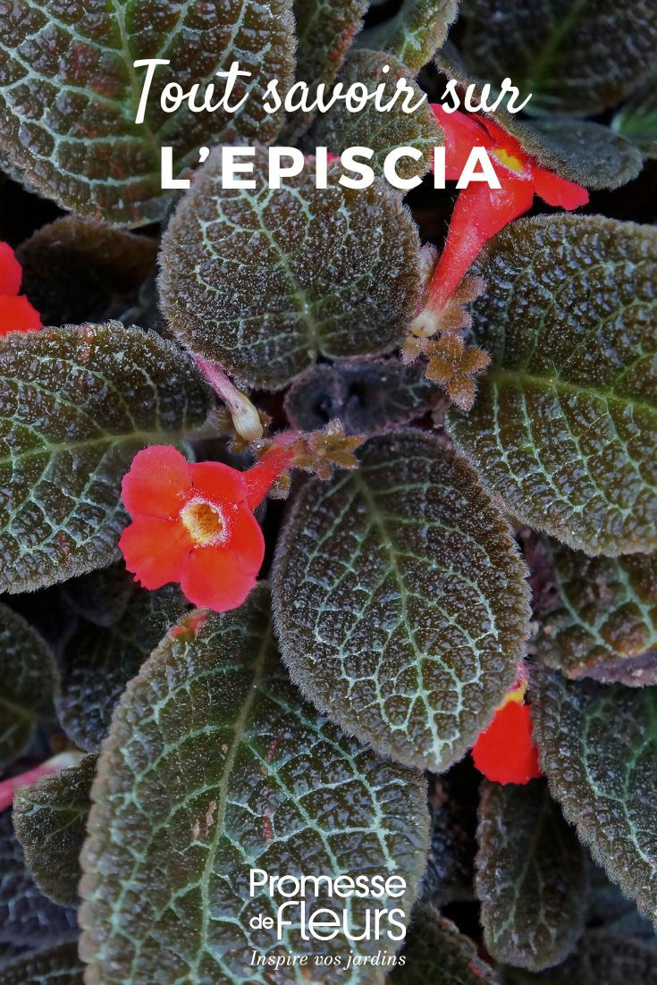 Episcia feuillage et fleur d'Episcia