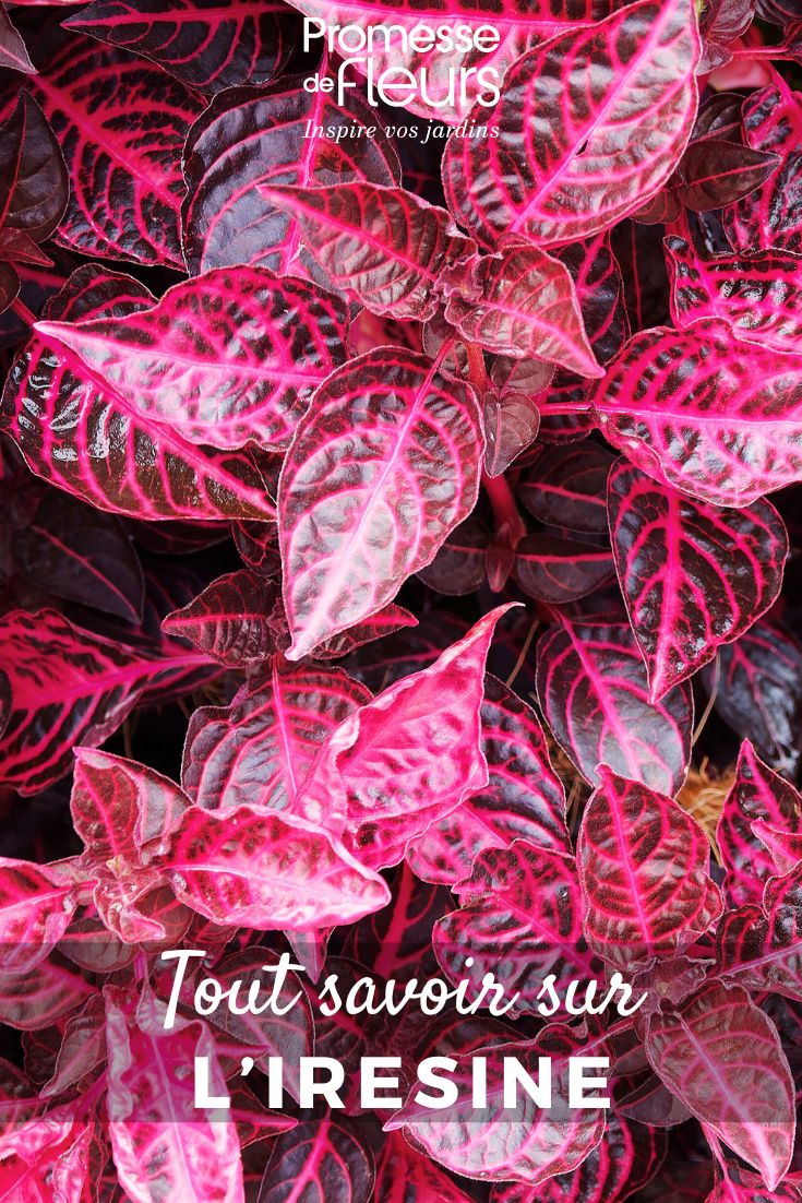 Pinterest - Fiches plantes Tout savoir Iresine Herbstii