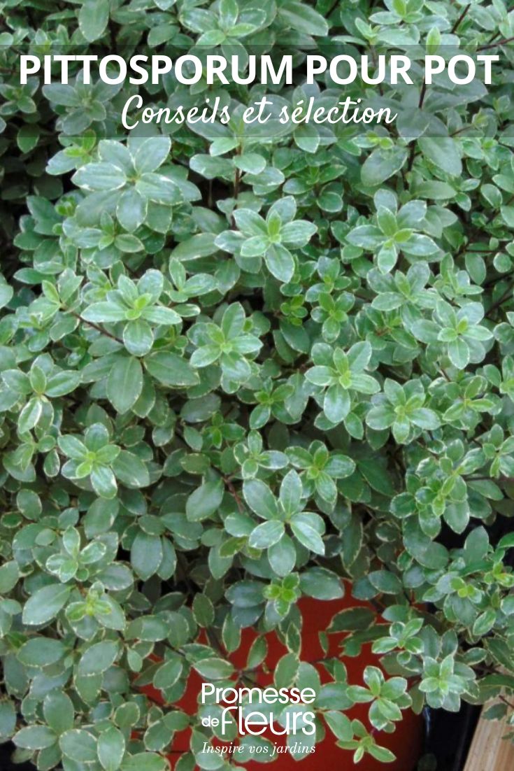 Pittosporum pour pot faites le meilleur choix ! Pittosporum tenuifolium Silver Ball