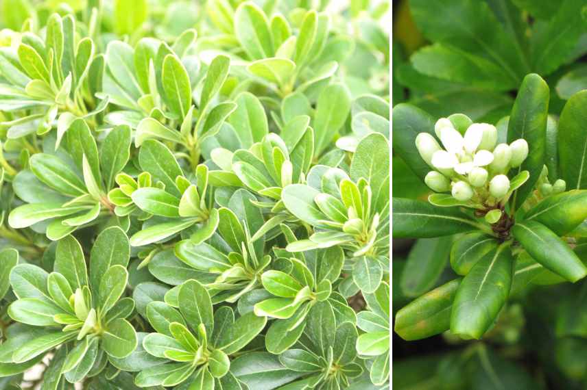 pittosporum parfume