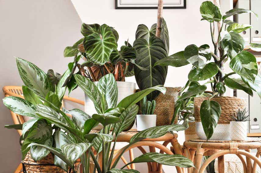 Plantes d'intérieur pour ambiance jungle