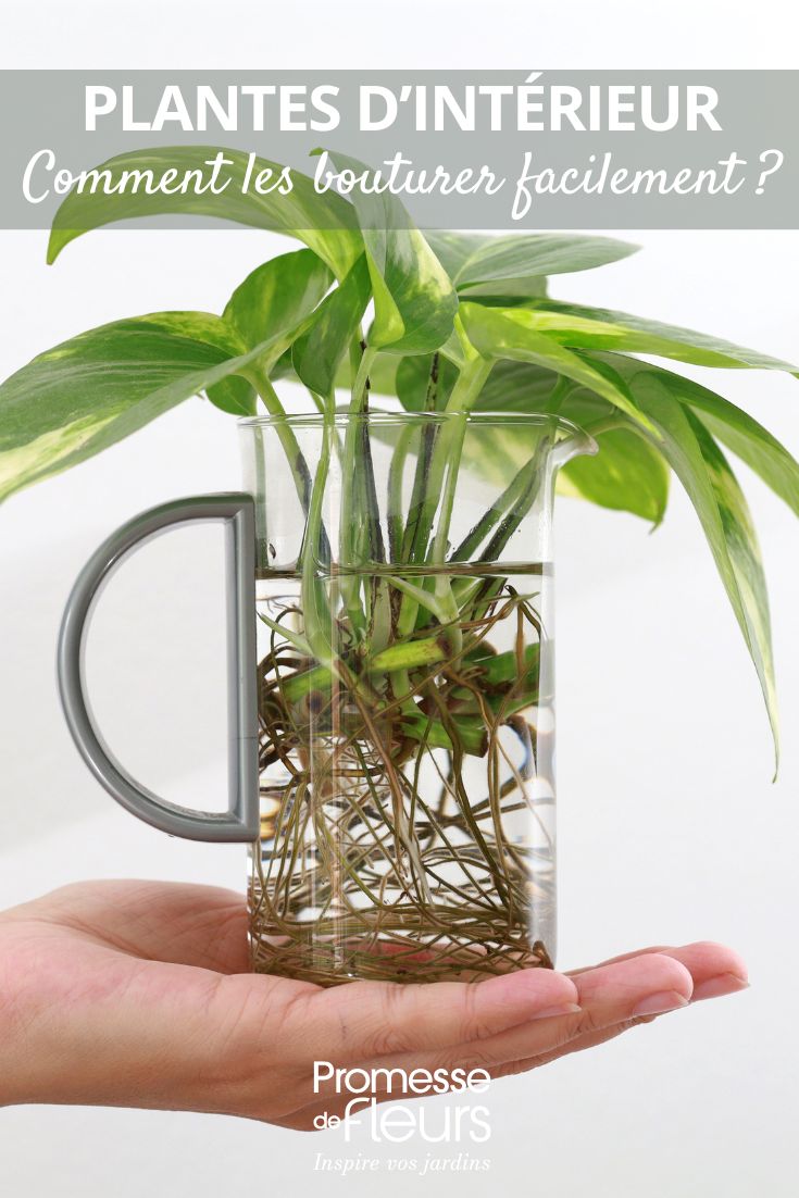 boutures de plantes d'intérieur
