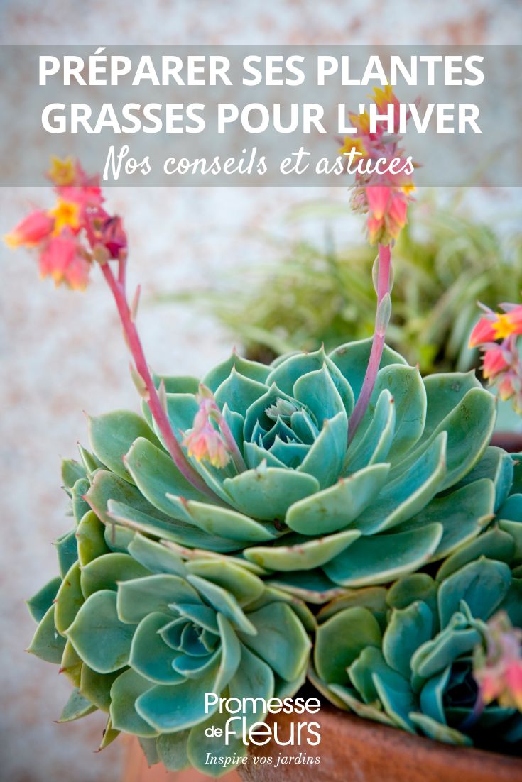Préparer ses plantes grasses pour l'hiver nos conseils et astuces plante succulente en pot