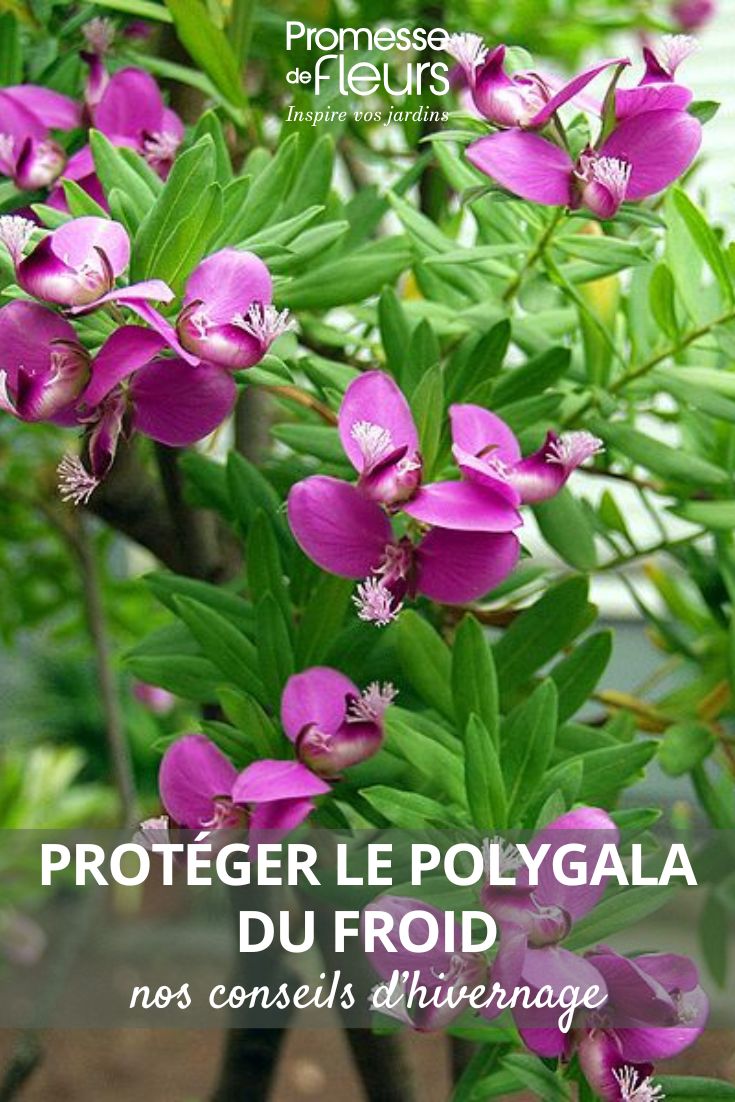 Protéger le Polygala du froid nos conseils d’hivernage fleurs de Polygala