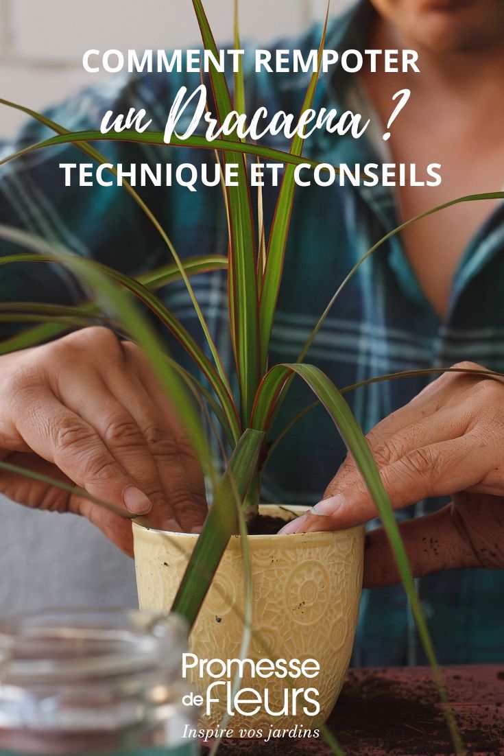 rempotage d'un dracaena