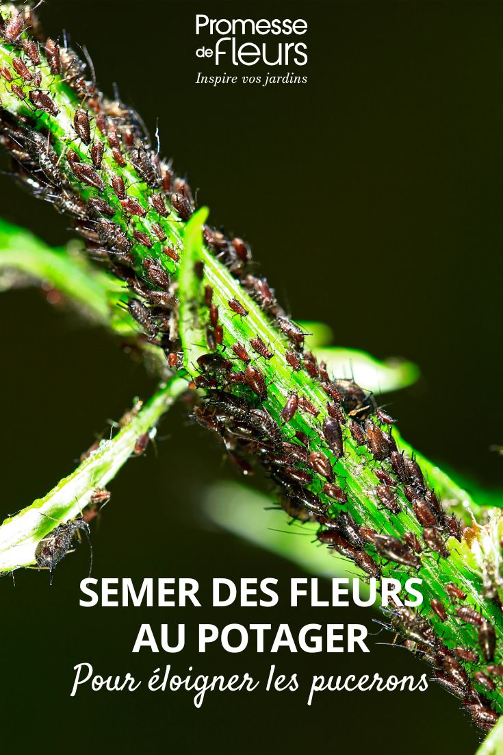 Semer des fleurs au potager une solution naturelle contre les pucerons pucerons sur une tige de plante