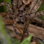 Comment attirer les araignées utiles dans son jardin ?