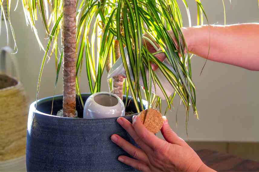 plante trop arrosee que faire