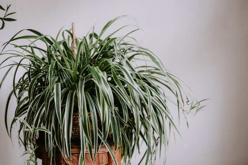 entretien du chlorophytum