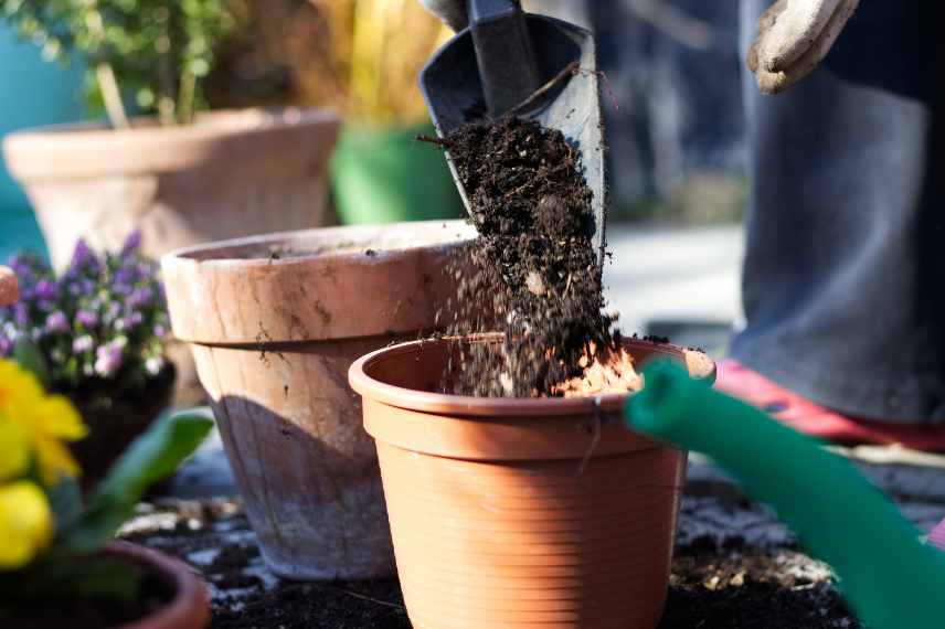 gestion arrosage plantes en pot