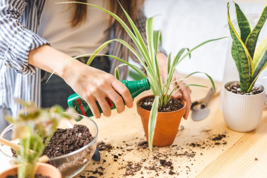 Une dame donne de l'engrais à une plante d'intérieur