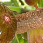 Blastophage du figuier : le minuscule insecte indispensable aux figues