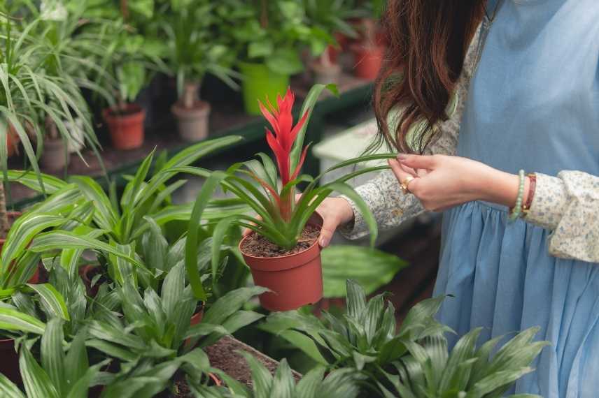 guzmania dépérissement