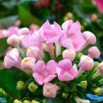 Maladies et parasites courants du Kalanchoé