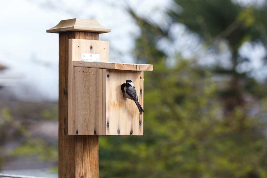 nichoir oiseaux : comment le choisir et l'installer