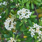 Pittosporum pour pot : faites le meilleur choix !