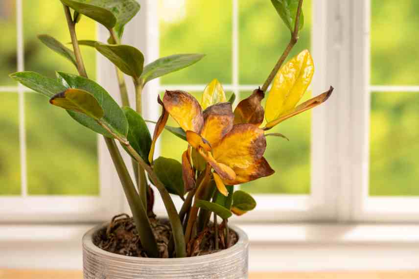 recuperer plante trop arrosee