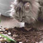Plantes d'intérieur non toxiques : lesquelles choisir pour préserver votre animal ?