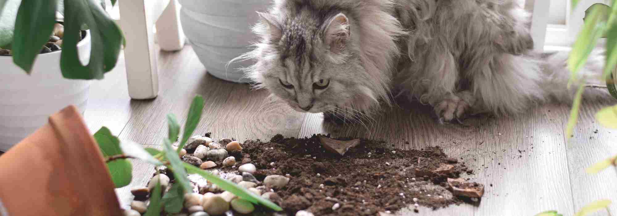 Plantes d'intérieur non toxiques : lesquelles choisir pour préserver votre animal ?