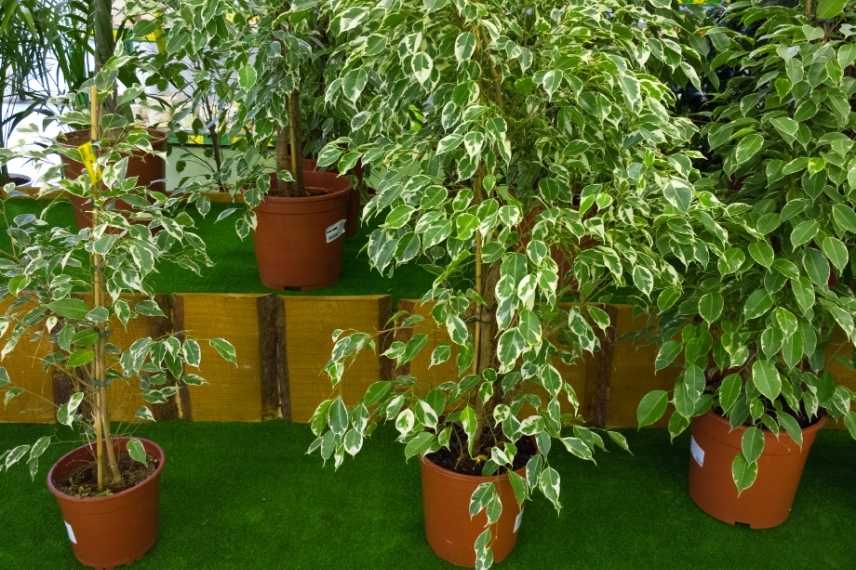 plante d'intérieur toxique pour les animaux Ficus