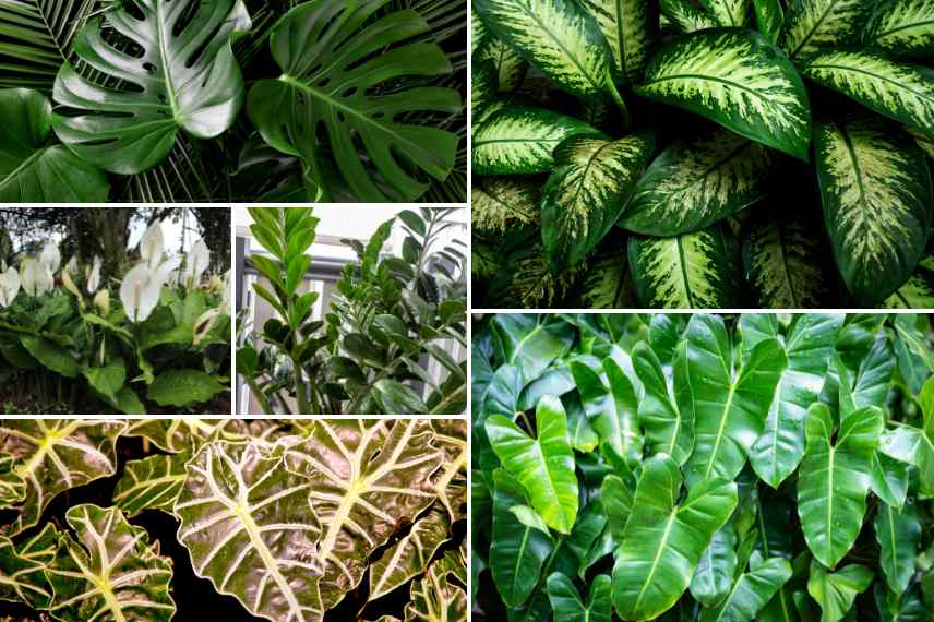 plantes d'intérieur toxiques pour les animaux