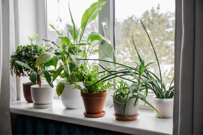 Des plantes vertes sur un appui de fenêtre 