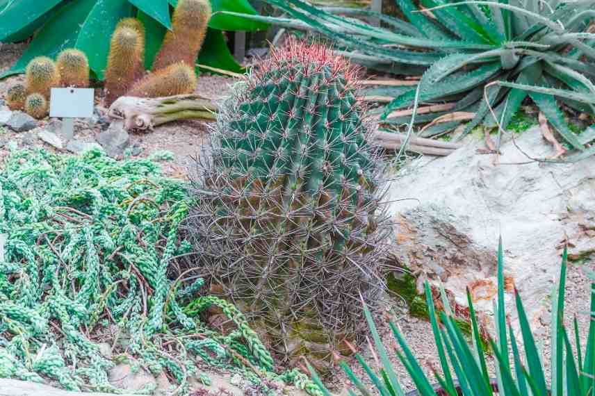 protection des plantes grasses en hiver