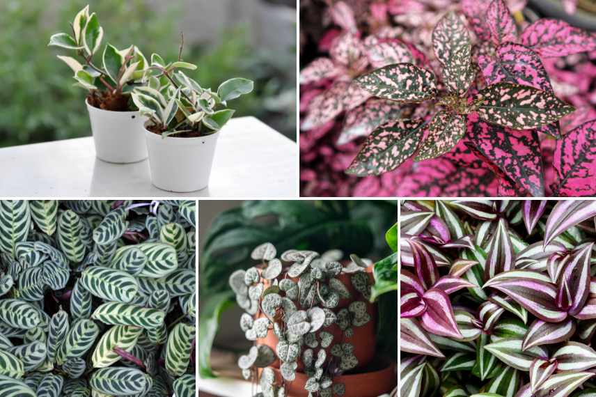 plantes d'intérieur non toxiques pour les animaux