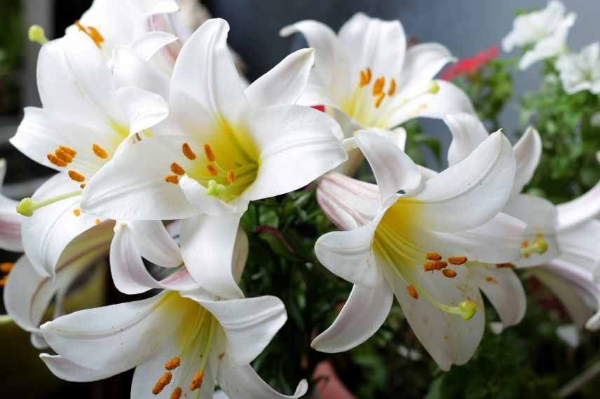 plantes toxiques animaux lys
