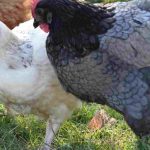 Bien gérer la cohabitation entre les poules et les animaux domestiques : tous nos conseils !