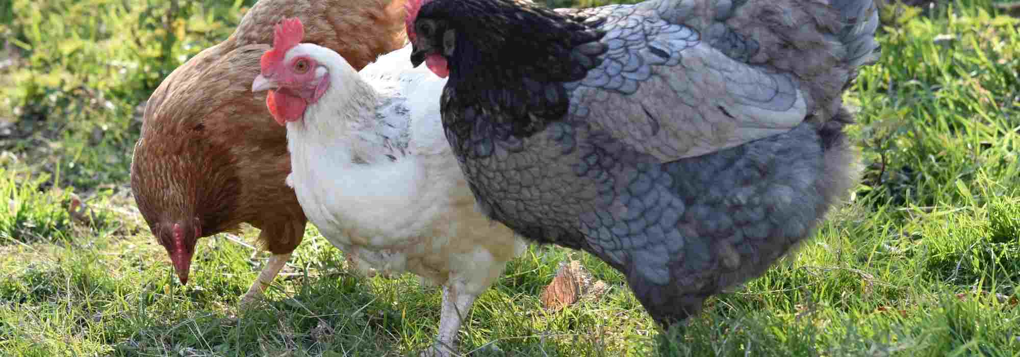 Bien gérer la cohabitation entre les poules et les animaux domestiques : tous nos conseils !
