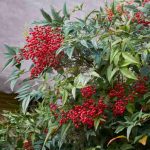Tailler le nandina, Bambou sacré : quand et comment bien intervenir ?
